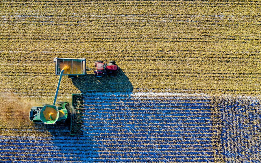 farmers harvesting crop